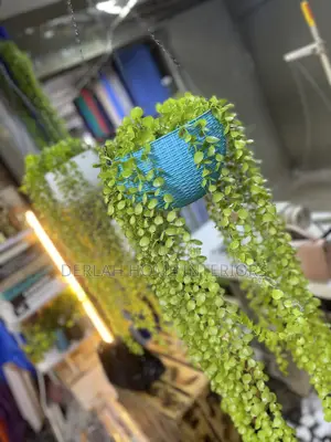 Uk Imported Swinging Plants With Pot