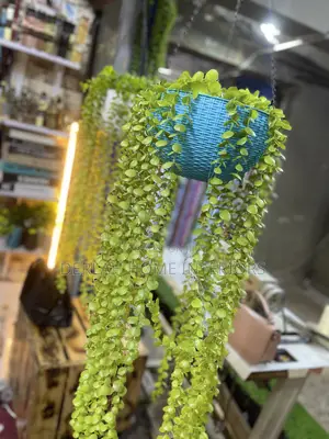 Uk Imported Swinging Plants With Pot
