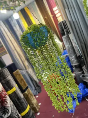 Climbing Plant Per Piece