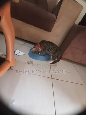 1-3 months Male Purebred American Bobtail