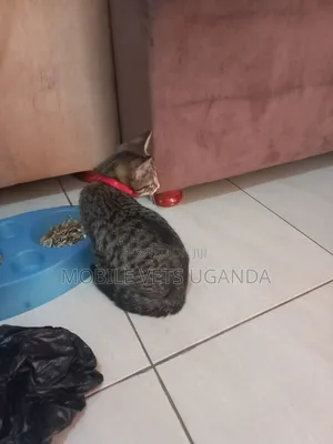 0-1 month Male Purebred American Shorthair