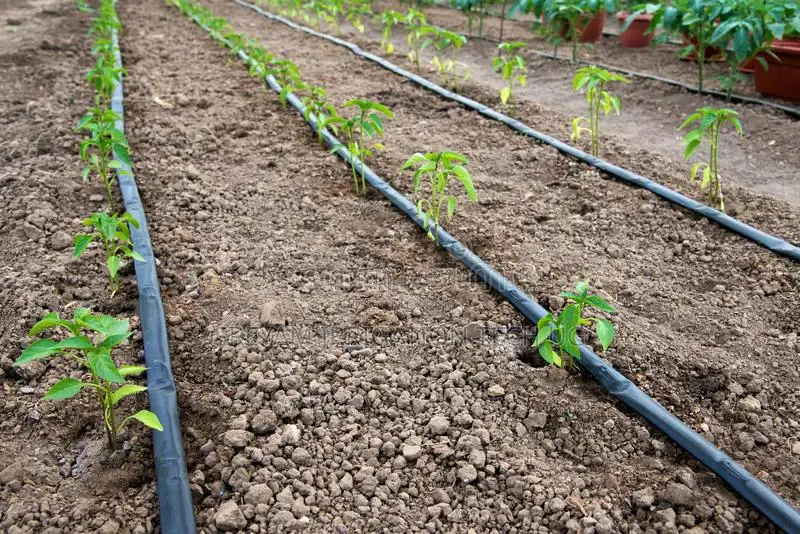 Drip Irrigation Full Set 1 Acre With Installation