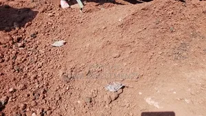 Murram Soil( Grade 2)