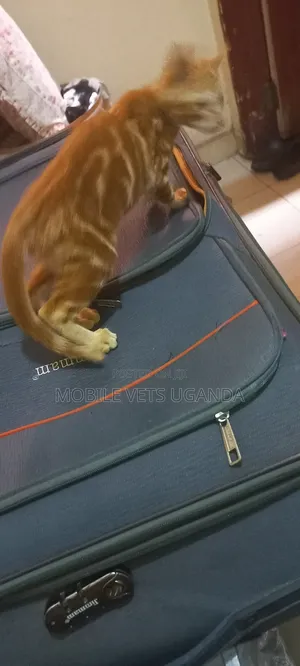 3-6 months Male Purebred American Shorthair