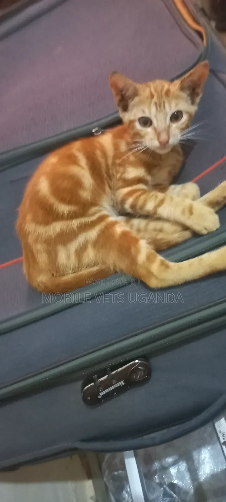 3-6 months Female Purebred Abyssinian