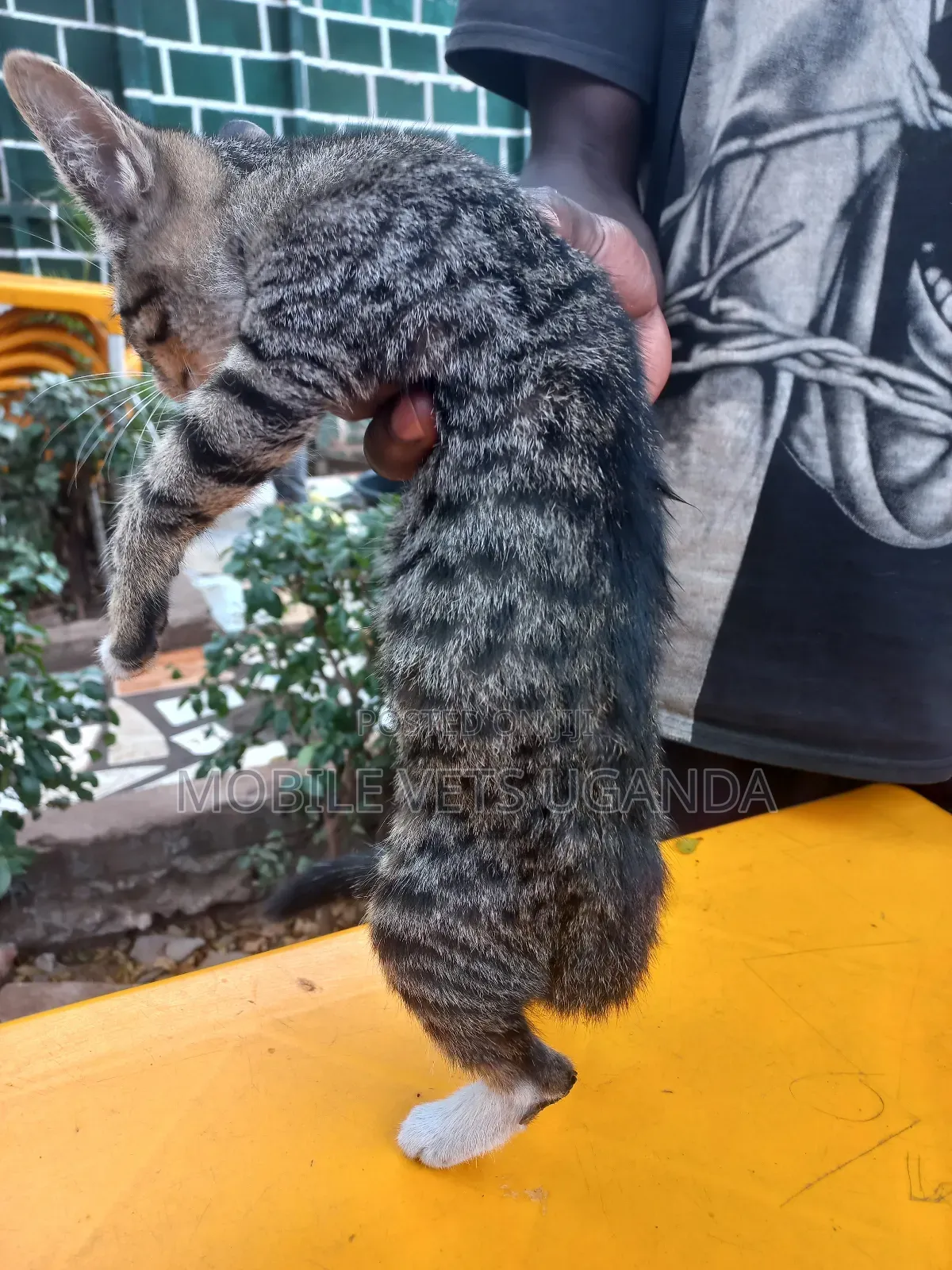 1-3 months Male Purebred Bengal