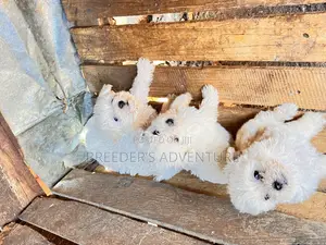 1-3 months Female Purebred Maltese