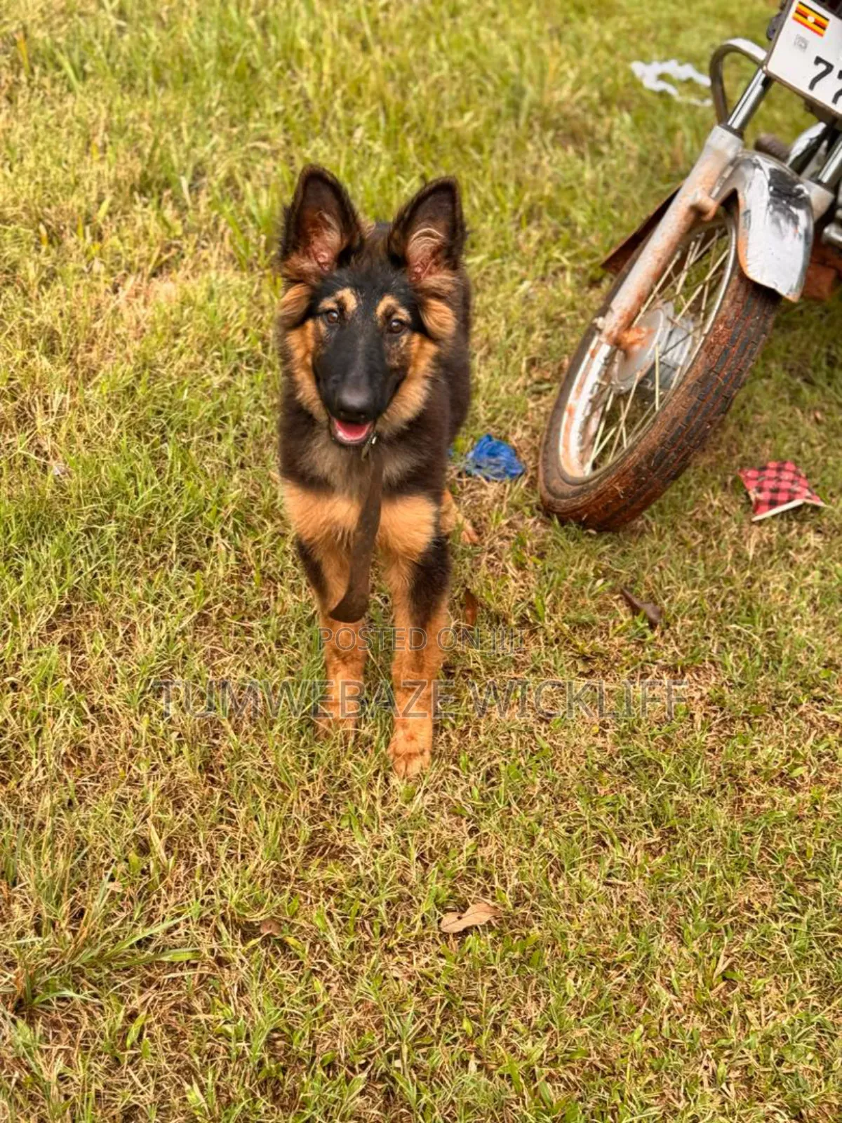 Dog Training