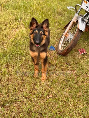 Dog Training