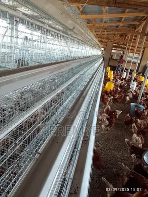 Brand New Layer Cages