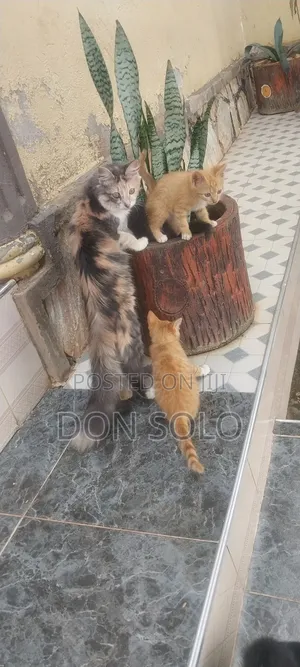 1-3 months Female Purebred Colorpoint Shorthair