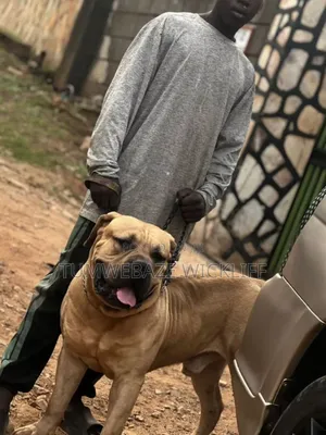 Dog Tranier