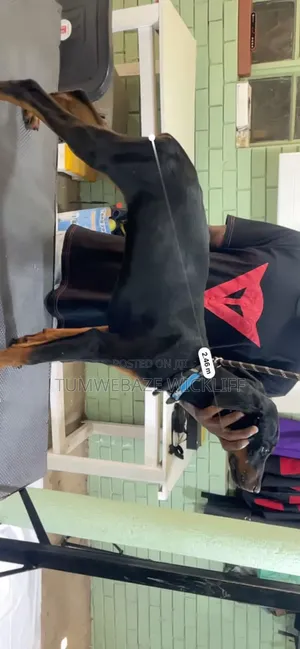 Dog Tranier