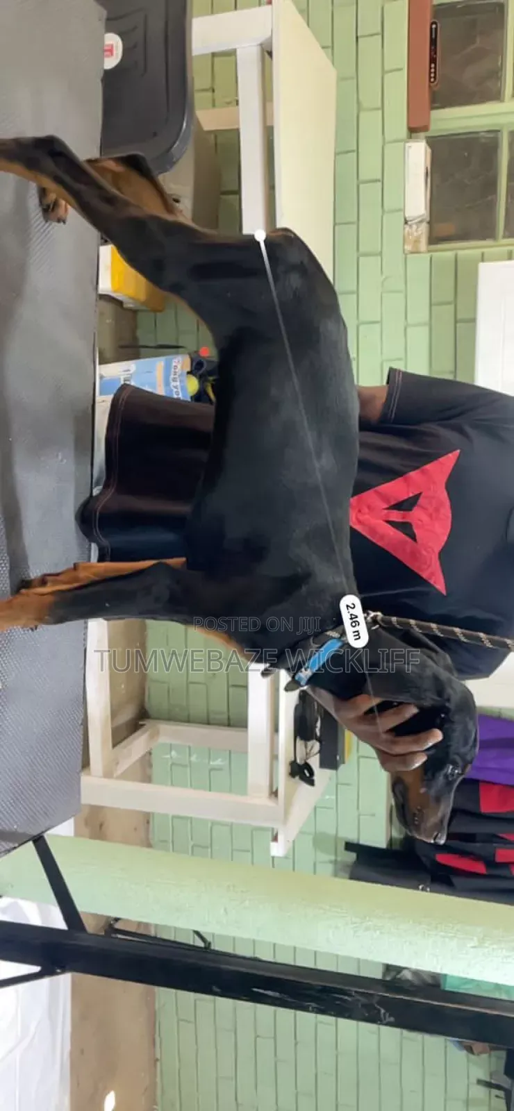 Dog Tranier