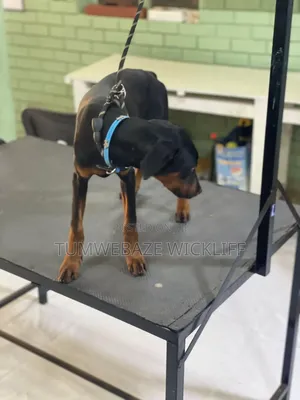 Dog Tranier