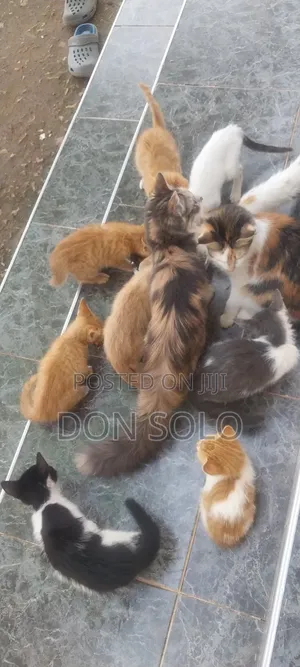 1-3 months Female Purebred Tabby