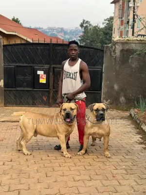 Dog Trainer