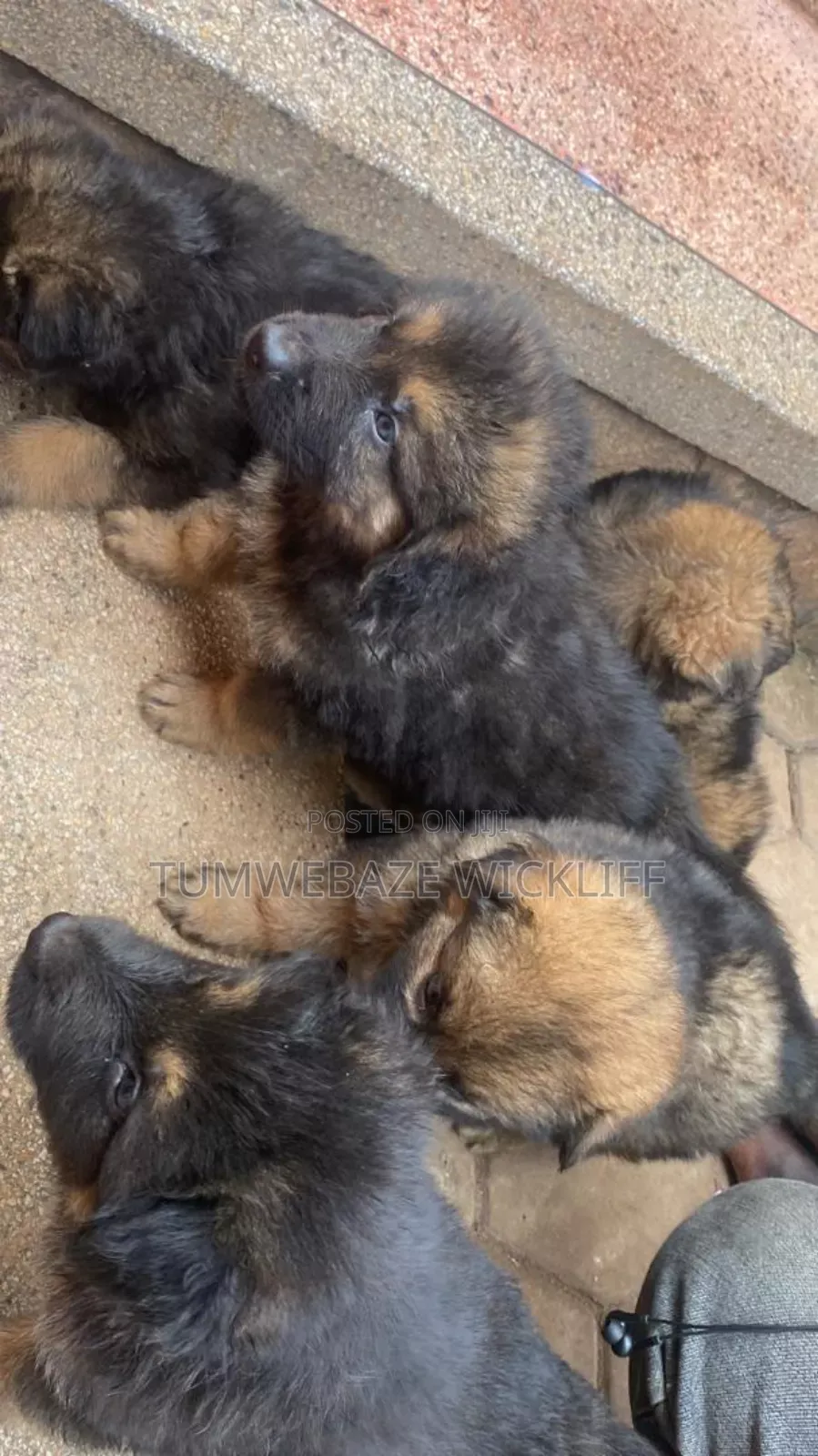 Dogs Empire Ug