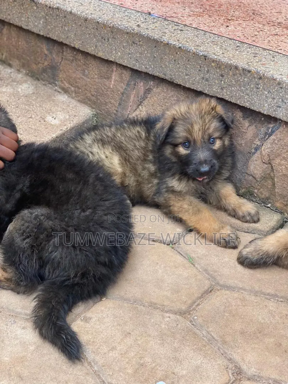 Dogs Empire Ug