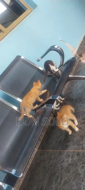 1-3 months Male Mixed Breed Oriental