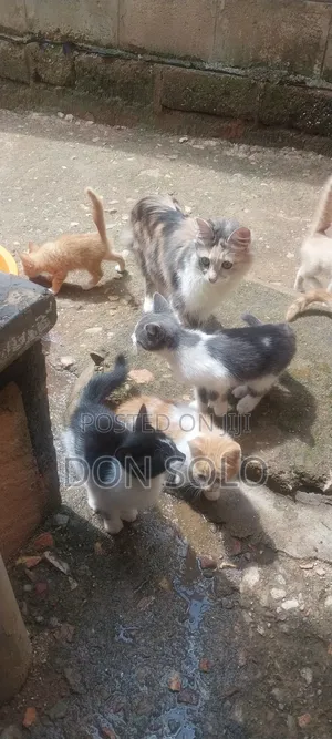 1-3 months Male Purebred Japanese Bobtail