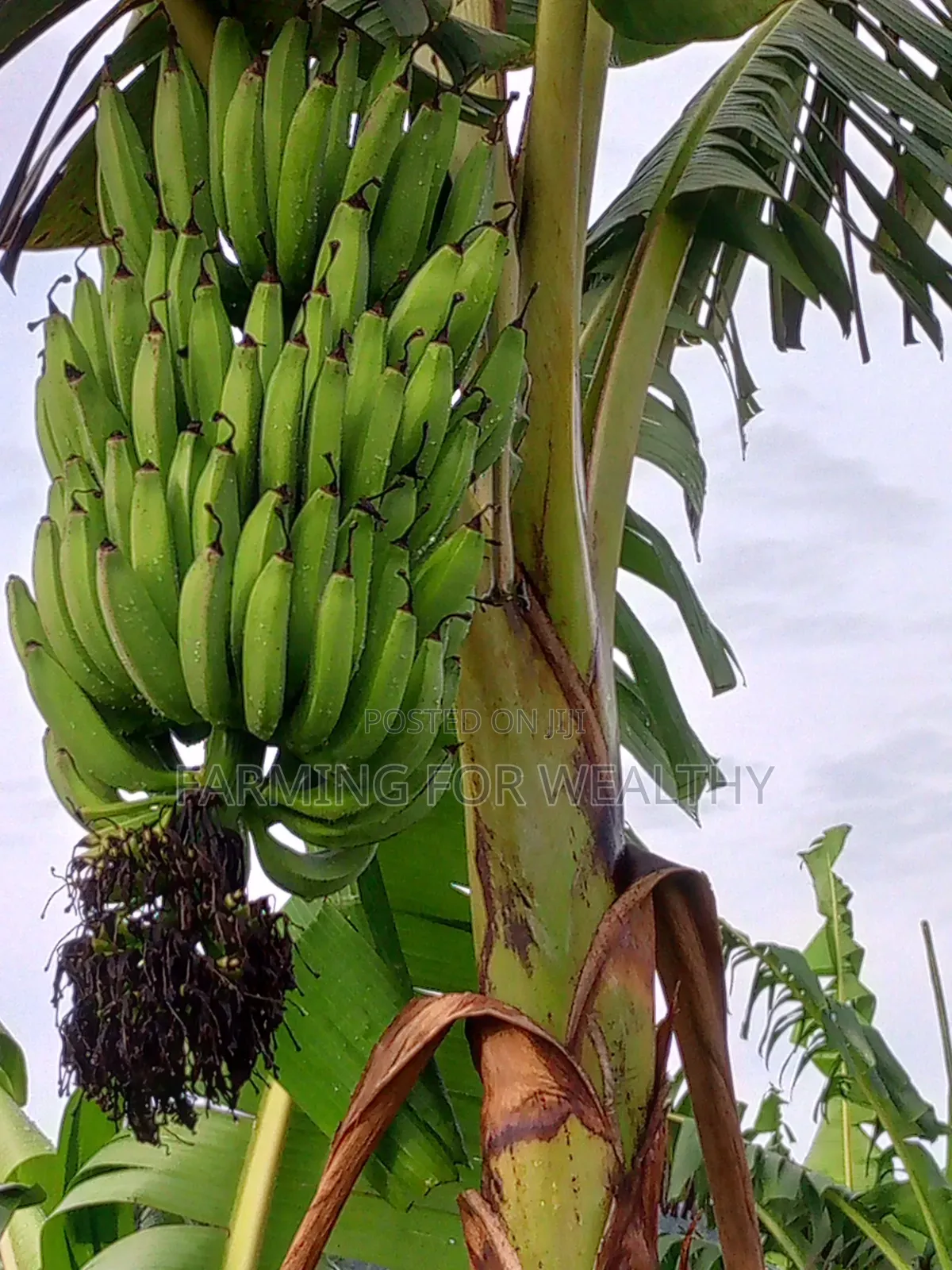 Gonja Suckers