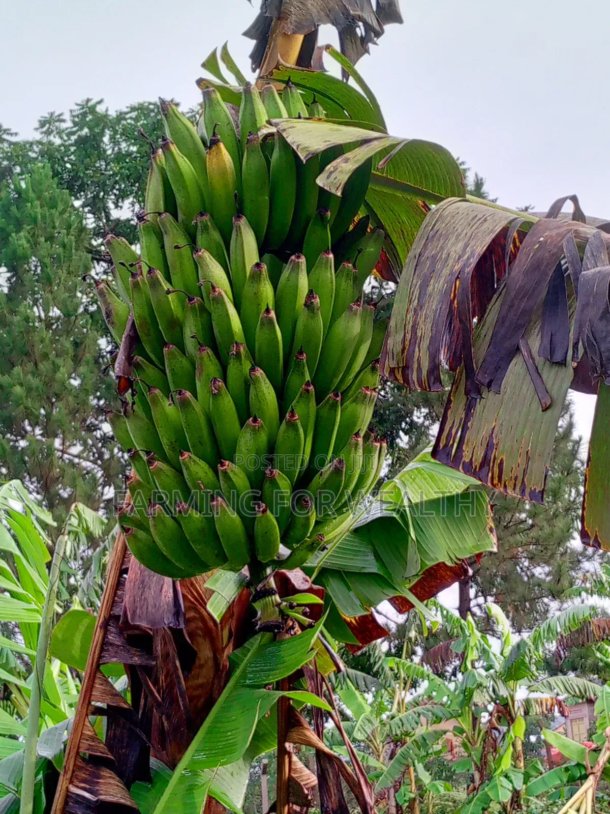 Gonja Suckers
