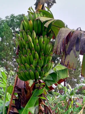 Gonja Suckers