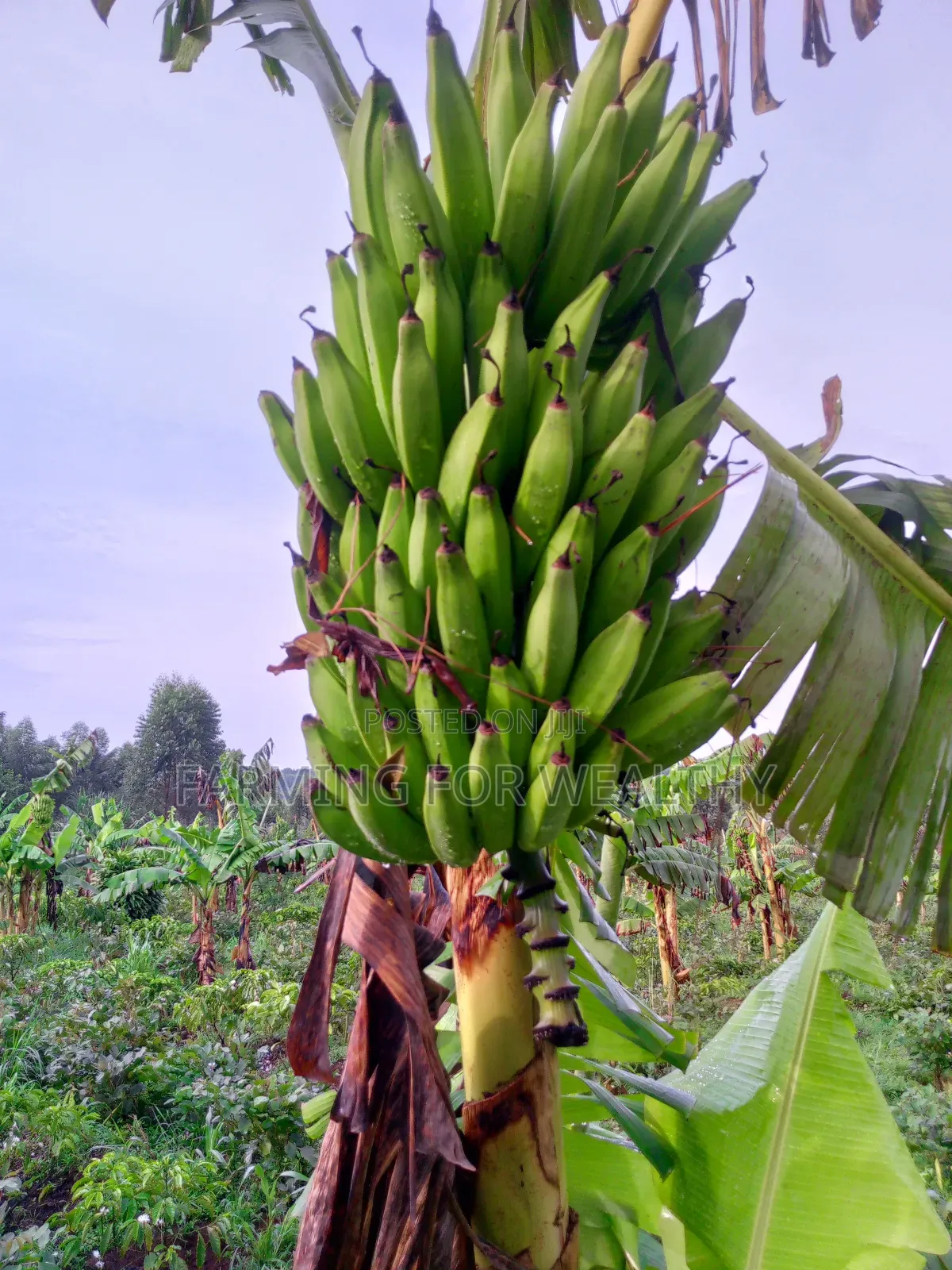 Gonja Suckers