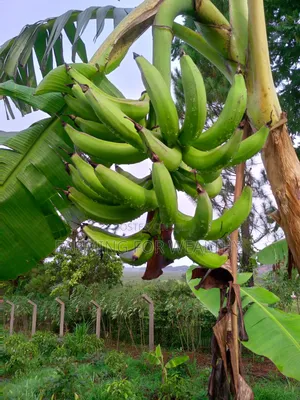 Gonja Suckers