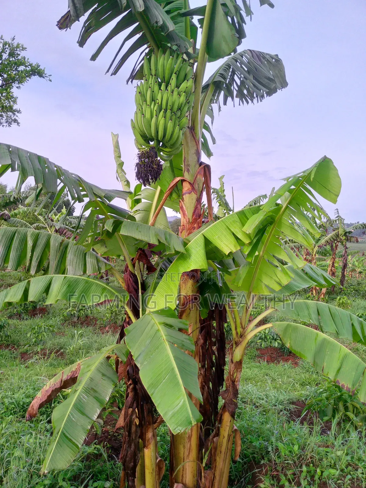 Gonja Suckers