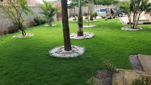 Hybrid Natural Carpet Grass-50kg Sack