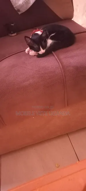 1-3 months Female Purebred Exotic