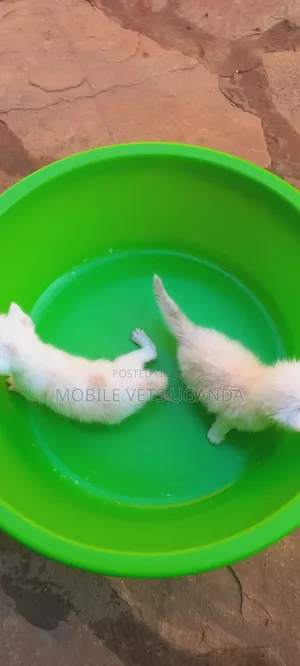0-1 month Male Purebred American Bobtail