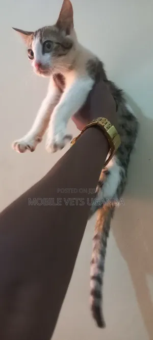 3-6 months Female Purebred American Shorthair