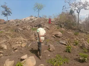 Stone Hill