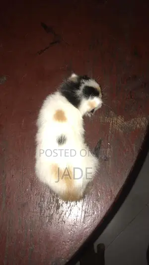 1-3 months Female Purebred Exotic