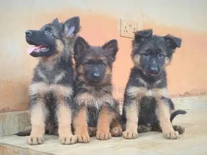 1-3 months Female Purebred German Shepherd