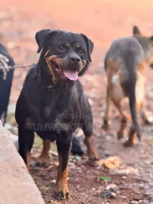 3-6 months Female Purebred Rottweiler
