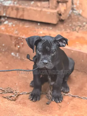 1-3 months Male Purebred Boerboel