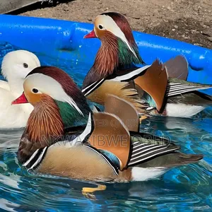 Mandarin/Wood Ducks