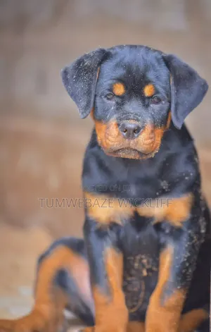 1-3 months Male Purebred Rottweiler