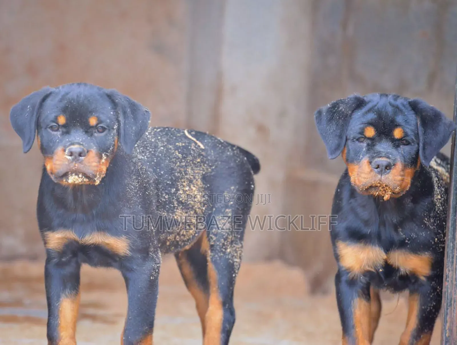 Dog Training and Rehabilitation