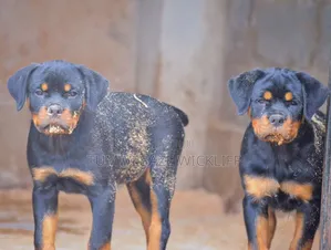 Dog Training and Rehabilitation