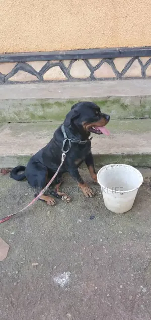 Dog Training