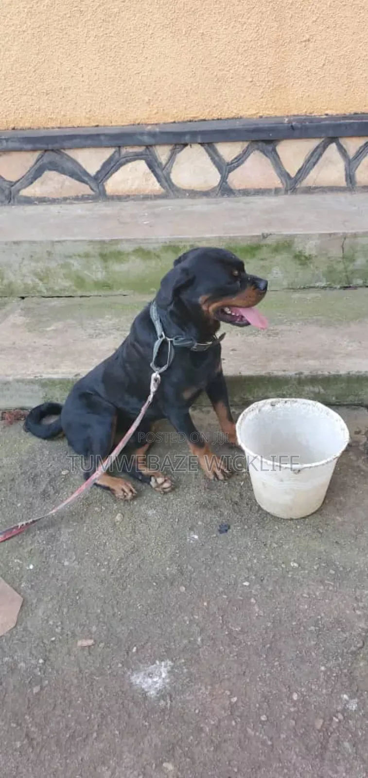 Dog Training
