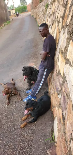 Dog Training