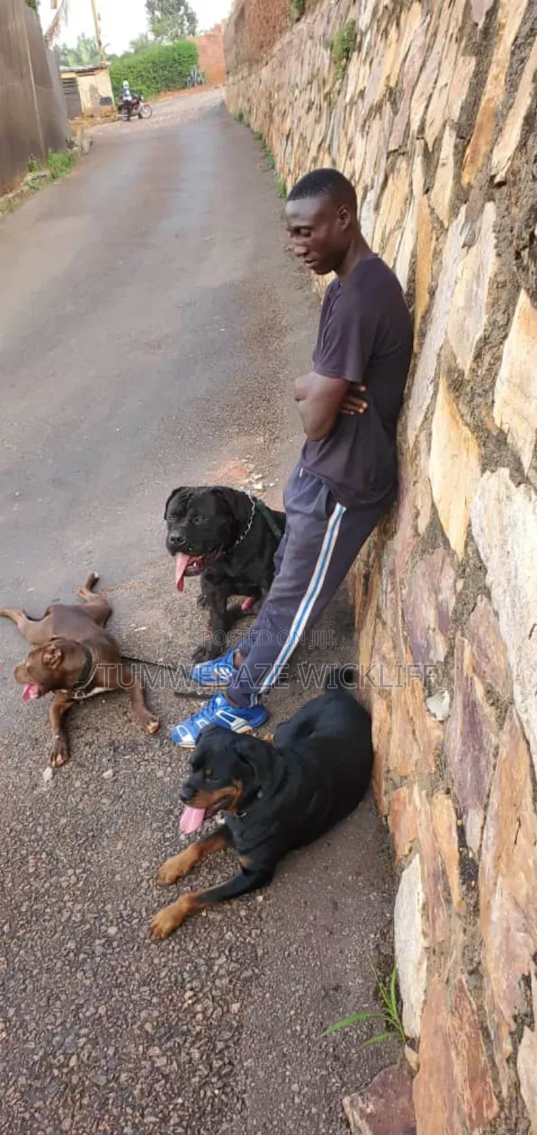 Dog Training