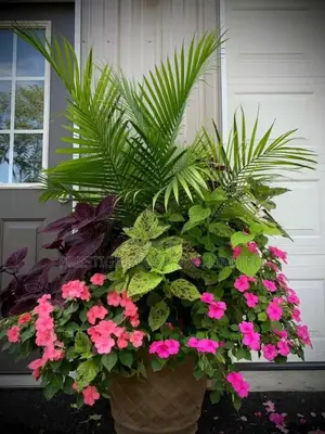 Hot Plants Designz