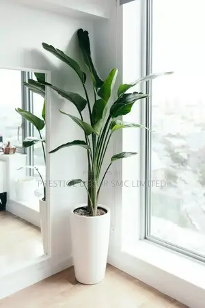 One Classic Plant